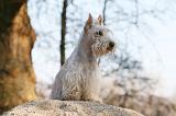 SCOTTISH TERRIER 004